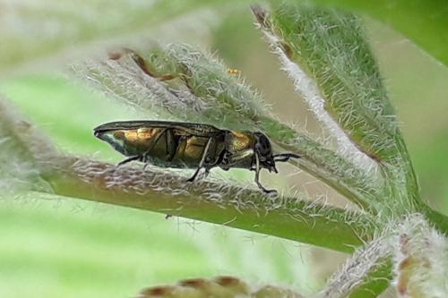 Réf. 343 973 : Anthaxia nitidula